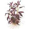 Ludwigia glandulosa (Delenie rastlín Tropica - Košík)