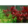 Ludwigia repens 'Rubin' (Delenie rastlín Tropica - Košík)