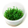 Marsilea crenata (Delenie rastlín Tropica - 1­2­GROW! ­ Laboratórne pestované rastliny)