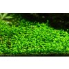 Marsilea crenata (Delenie rastlín Tropica - 1­2­GROW! ­ Laboratórne pestované rastliny)
