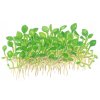 Marsilea crenata (Delenie rastlín Tropica - 1­2­GROW! ­ Laboratórne pestované rastliny)