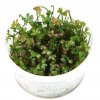 Marsilea hirsuta (Delenie rastlín Tropica - 1­2­GROW! ­ Laboratórne pestované rastliny)