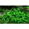 Marsilea hirsuta (Delenie rastlín Tropica - 1­2­GROW! ­ Laboratórne pestované rastliny)