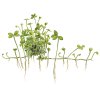 Marsilea hirsuta (Delenie rastlín Tropica - 1­2­GROW! ­ Laboratórne pestované rastliny)