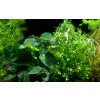 Microsorum & Anubias 'Duet' (Delenie rastlín Tropica - na dreve - XL)