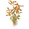 Nesaea crassicaulis (Delenie rastlín Tropica - Košík)