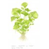 Nymphoides hydrophylla 'Taiwan' (Delenie rastlín Tropica - 1­2­GROW! ­ Laboratórne pestované rastliny)