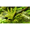 Pogostemon helferi (Delenie rastlín Tropica - na lávovom kameni - XL)
