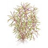 Pogostemon stellata (Delenie rastlín Tropica - Košík)