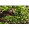 Riccardia chamedryfolia (Delenie rastlín Tropica - porcia)