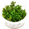 Rotala 'Bonsai' (Delenie rastlín Tropica - 1­2­GROW! ­ Laboratórne pestované rastliny)