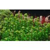 Rotala 'Bonsai' (Delenie rastlín Tropica - 1­2­GROW! ­ Laboratórne pestované rastliny)