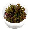 Rotala macrandra (Delenie rastlín Tropica - 1­2­GROW! ­ Laboratórne pestované rastliny)