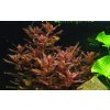 Rotala macrandra (Delenie rastlín Tropica - 1­2­GROW! ­ Laboratórne pestované rastliny)