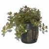 Rotala rotundifolia (Delenie rastlín Tropica - 1­2­GROW! ­ Laboratórne pestované rastliny)