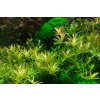 Rotala 'Vietnam H'ra' (Delenie rastlín Tropica - 1­2­GROW! ­ Laboratórne pestované rastliny)