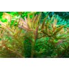 Rotala 'Vietnam H'ra' (Delenie rastlín Tropica - 1­2­GROW! ­ Laboratórne pestované rastliny)