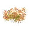 Rotala 'Vietnam H'ra' (Delenie rastlín Tropica - 1­2­GROW! ­ Laboratórne pestované rastliny)