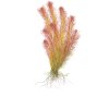 Rotala wallichii (Delenie rastlín Tropica - 1­2­GROW! ­ Laboratórne pestované rastliny)