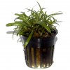 Sagittaria subulata (Delenie rastlín Tropica - 1­2­GROW! ­ Laboratórne pestované rastliny)