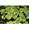 Salvinia auriculata (Delenie rastlín Tropica - 1­2­GROW! ­ Laboratórne pestované rastliny)