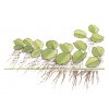 Salvinia auriculata (Delenie rastlín Tropica - 1­2­GROW! ­ Laboratórne pestované rastliny)