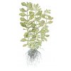 Shinnersia rivularis 'Weiss­Grün' (Delenie rastlín Tropica - Košík)