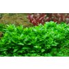 Staurogyne repens (Delenie rastlín Tropica - 1­2­GROW! ­ Laboratórne pestované rastliny)