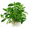 Staurogyne repens (Delenie rastlín Tropica - 1­2­GROW! ­ Laboratórne pestované rastliny)