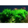 Taxiphyllum 'Flame' (Delenie rastlín Tropica - 1­2­GROW! ­ Laboratórne pestované rastliny)