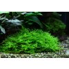 Taxiphyllum 'Spiky' (Delenie rastlín Tropica - 1­2­GROW! ­ Laboratórne pestované rastliny)