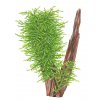 Taxiphyllum 'Spiky' (Delenie rastlín Tropica - 1­2­GROW! ­ Laboratórne pestované rastliny)