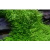 Utricularia graminifolia (Delenie rastlín Tropica - 1­2­GROW! ­ Laboratórne pestované rastliny)