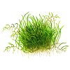 Utricularia graminifolia (Delenie rastlín Tropica - 1­2­GROW! ­ Laboratórne pestované rastliny)