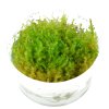Vesicularia dubyana 'Christmas' (Delenie rastlín Tropica - na dreve - XL)