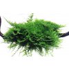 Vesicularia dubyana 'Christmas' (Delenie rastlín Tropica - na dreve - XL)