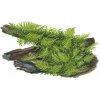 Vesicularia dubyana 'Christmas' (Delenie rastlín Tropica - na dreve - XL)