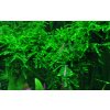 Vesicularia ferriei 'Weeping' (Delenie rastlín Tropica - 1­2­GROW! ­ Laboratórne pestované rastliny)