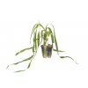 Crinum thaianum (Delenie rastlín Tropica - XL košík)