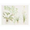 Tropica Art Poster (Druh Art Poster Crinum 40x30cm)