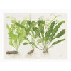 Tropica Art Poster (Druh Art Poster Crinum 40x30cm)