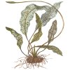 Aponogeton madagascariensis (Delenie rastlín Tropica - sieťka)