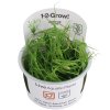 Limitovaná ponuka: Juncus repens