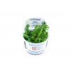 Rotala rotundifolia 'Green' (Delenie rastlín Tropica - 1­2­GROW! ­ Laboratórne pestované rastliny)