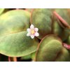 8888 3 phyllanthus fluitans