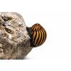 Zebra Nerite slimák na kameni