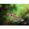 Razbora malá - Boraras maculatus