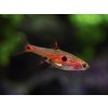 Razbora malá - Boraras maculatus