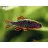 Razbora galaxy - Danio margaritatus