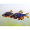 Razbora galaxy - Danio margaritatus